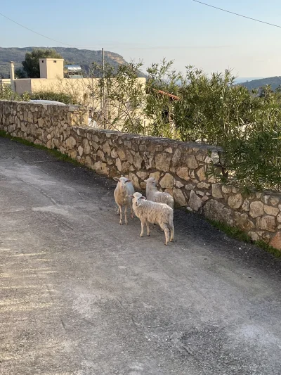 asdfghjkl - wstaje, wychodzę przed dom a tam owce ( ͡° ͜ʖ ͡°) #belkotwpodrozy #owcebo...