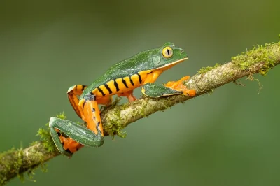 Lifelike - Cruziohyla calcarifer
Gatunek płaza bezogonowego z rodziny Phyllomedusida...