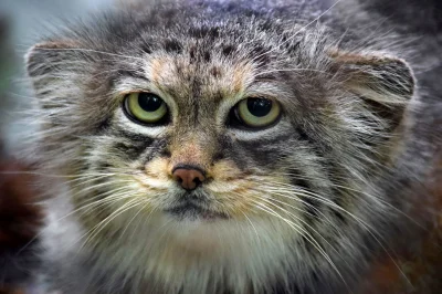 szarytkarz - Manul stepowy, manul – gatunek małego drapieżnego ssaka z podrodziny kot...