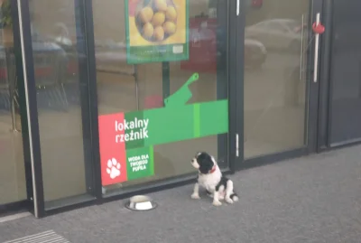 Bartholomew - Bo potrzebne są odpowiednie oznaczenia, żeby psy wiedziały jak się zach...