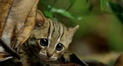 szarytkarz - Kotek rudy, kot rdzawy – gatunek drapieżnego ssaka z rodziny kotowatych....