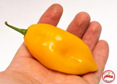 gobi12 - @gobi12: Habanero, Marobie Yellow