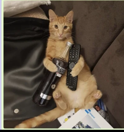 RobbinnPll92 - Moj kot tylko by siedział przed tv i pił tanie wino