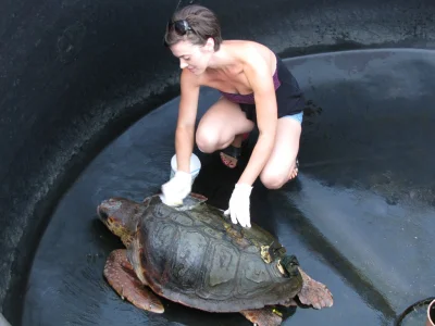 Quesedilla_dostojewski - Poleruje sobie wczoraj skorupe swojego żółwia i wchodzi do p...