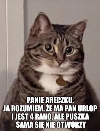 sadzemarchew - #januszalfa #areczek #koty #dzienkota #smiesznekotki