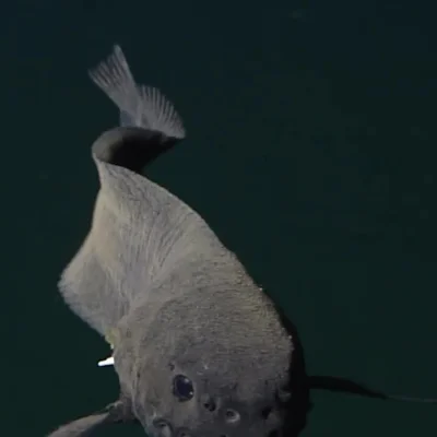 cheeseandonion - >Deepsea threadfin snailfish (Careproctus longifilis) in first time ...