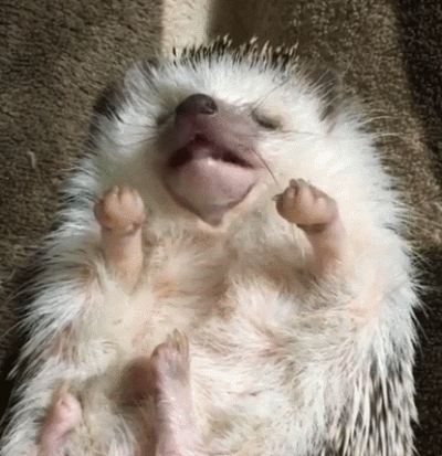 hedgehogowy - Co mu się śni, chyba jakieś jedzonko dobre

#jezposting
#jeze