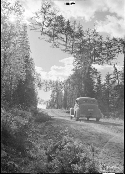 WormRider - Tak Finowie kamuflowali drogi w czasie II wojny światowej- drzewa wiszą n...