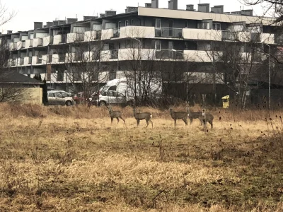 Michael_Scott - życie kuriera na statuetkowym szlaku nie jest usłane różami