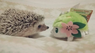 hedgehogowy - ktoś ty? (。・・)

#jezposting
#jeze