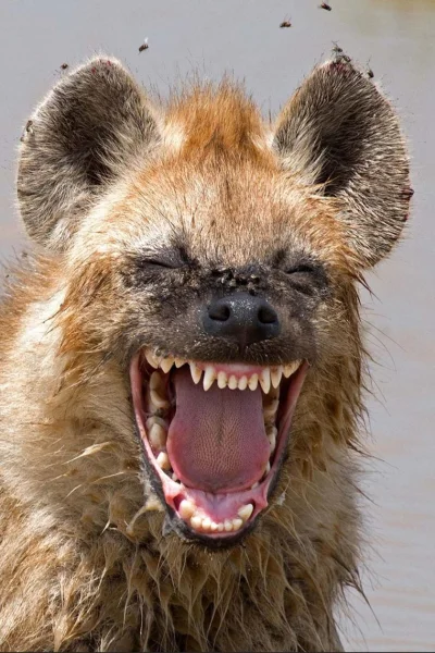 cheeseandonion - >Hyena's laugh, aka. 'the giggle', is actually a complex vocalizatio...