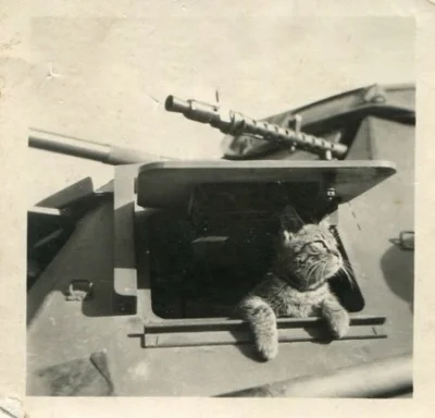 myrmekochoria - Kot w oknie SdKfz, chyba II wojna światowa.

#starszezwoje - tag ze...