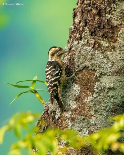 Lifelike - Dzięcioł drobny (Yungipicus canicapillus)
Głos
Autor
#photoexplorer #fo...