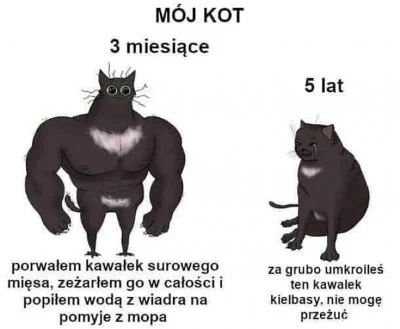 Kotouak - #koty #humorobrazkowy