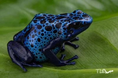 Lifelike - Drzewołaz niebieski (Dendrobates tinctorius), odmiana barwna "Azureus"
Au...