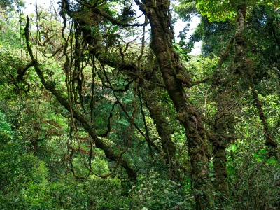 ziolo22 - moja ulubiona fotka z lasów mglistych.