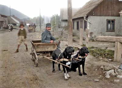 myrmekochoria - Austro-Węgierski żołnierz z zaprzęgiem na dwa psy w Bukowinie. 

#s...