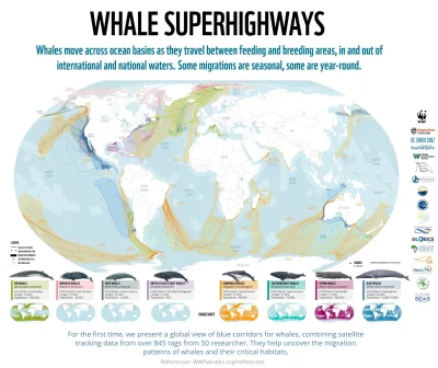 Lifelike - #graphsandmaps #nauka #biologia #zwierzeta #wieloryb #ciekawostki #infogra...