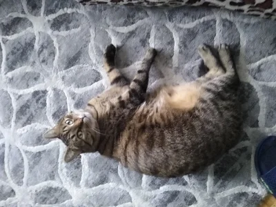 Kotouak - #gangkociakow #pokazkota
Kot się rozlał na dywanie, pomocy!
SPOILER
