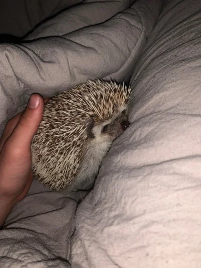 hedgehogowy - Oj człowiek, budź się, miałem koszmara i nie mogę zasnąć, suń się, śpię...
