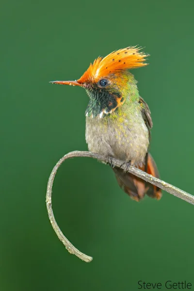 Lifelike - Sylfik lśniący (Lophornis stictolophus)
Autor
#photoexplorer #fotografia...