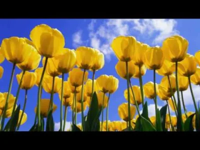 johnblaze12345 - > Na zdj pierwsze tulipany

@cirilla1989: jeśli będą żółte, to pro...