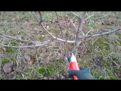 Gieekaa - Myślę że w kwestii cięcia śliwek lepszym ekspertem będzie sadownik a nie ja...