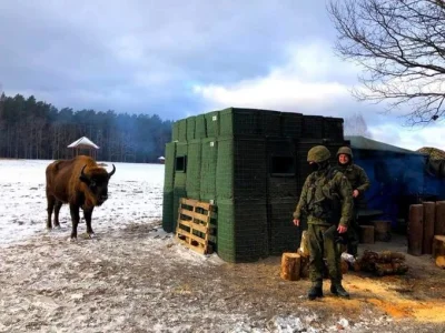 e.....5 - Niedźwiedzia się mogą teraz spodziewać, hmmmm ale żubra ni #!$%@?, zakładaj...