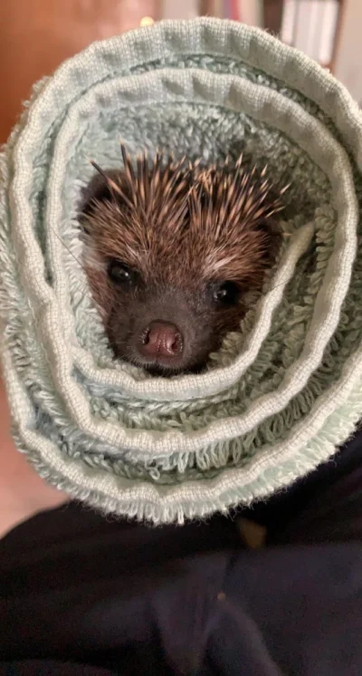 hedgehogowy - jeżowe burrito (ʘᴥʘ)

#jezposting
#jeze