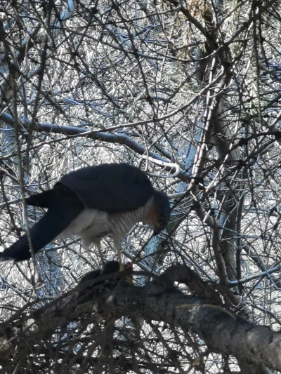 Borealny - Sikora się doigrała
#ptaki #ornitologia #obserwacja