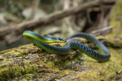 likk - zamiast powitania słów #porannaporcja Dendrelaphis punctulatusów

Dendrelaph...