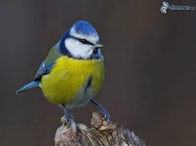 Sarmataa - Jeszcze jakby miał taką: Modraszkę.