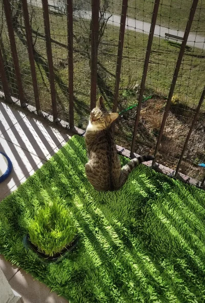 guwnojadek - zamontowałem kotku siatkie na balkona dzisiaj, bo się cykałem że wypadni...