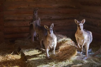 smooker - #ukraina #wojna 

Dwa kangury zginęły w wyniku ostrzału zoo w Charkowie.