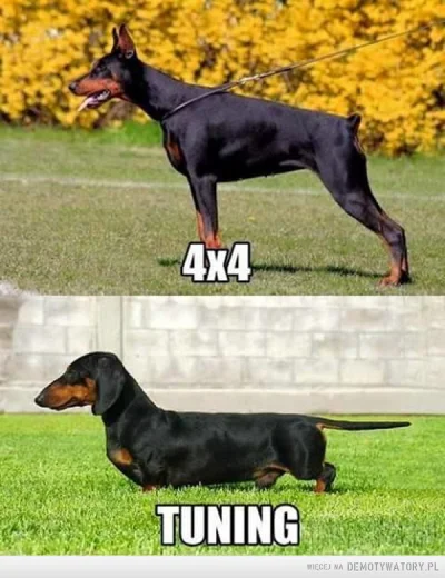 1.....2 - @MEGATOMEK: taka, jak miedzy jamnikiem a dobermanem