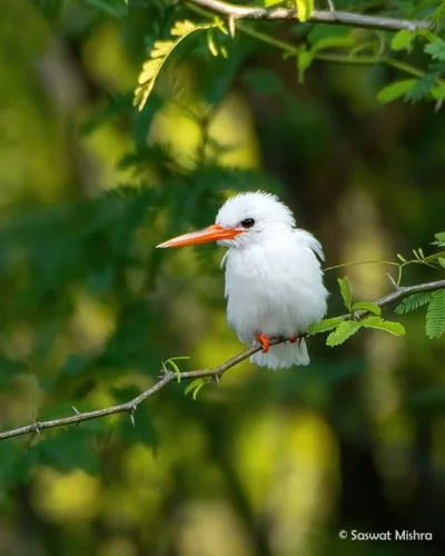 Lifelike - Zimorodek (Alcedo atthis) /osobnik leucystyczny/
Autor
#photoexplorer #f...