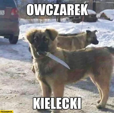 Vegasik69 - #heheszki #humorobrazkowy #memy #scyzoryki #Kielce