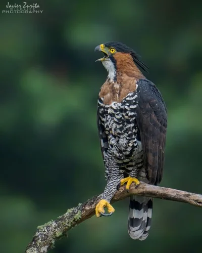 Lifelike - Wojownik ozdobny (Spizaetus ornatus)
Głos
Autor
#photoexplorer #fotogra...