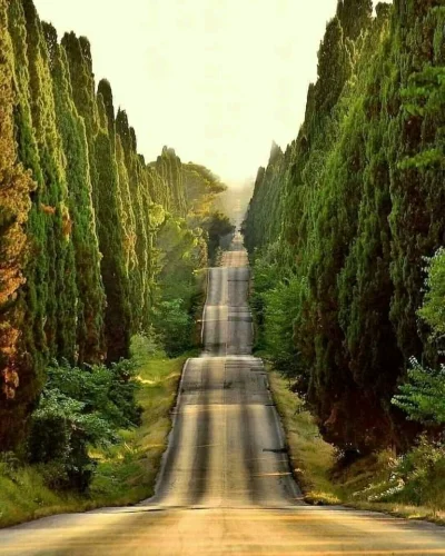 Borealny - Kręta droga we Włoszech
#fotografia #wlochy #earthporn #natura #drzewa
