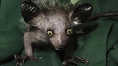 cheeseandonion - >The aye-aye is a species of #lemur that inhabits the rainforests of...