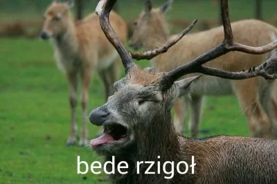 Dwudziestydrugi - @cheeseandonion: bede rzigoł!