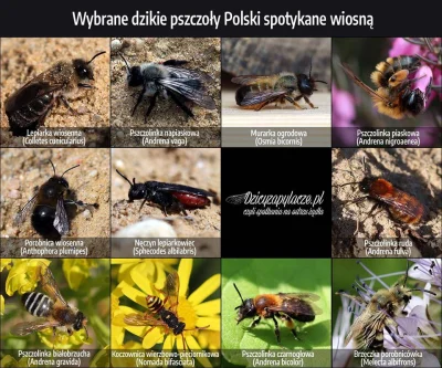 Lifelike - #graphsandmaps #nauka #biologia #entomologia #owady #pszczoly #dzicyzapyla...