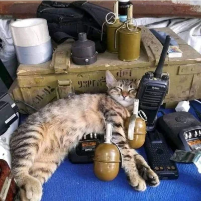 FFFFUUUU - #wojna #ukraina #koty #dziwnekotki kitku odpoczywa po walce ( ͡° ͜ʖ ͡°)