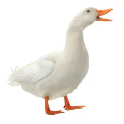 pewnie-kaczka - quack ʕ•ᴥ•ʔ