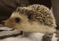 hedgehogowy - Niuch niuch, wyczuwam czwarteczek ʕ•ᴥ•ʔ

#jeze #jezposting