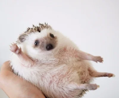 hedgehogowy - @mmmmmmmmmmmmmm: doberek ฅʕ·ᴥ·　ʔฅ