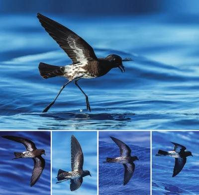 Lifelike - Opisano nowy dla nauki gatunek ptaka z rodziny oceanników #ornitologia #pt...