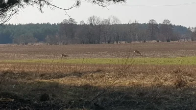 vieniasn - na zdjęciu tylko dwie ale potem uciekały w cztery
słaby wynik ostatnio był...