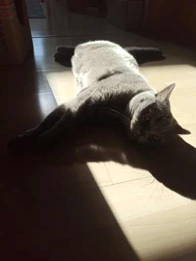 PrzegrywNaZawsze - Wygrzewanko na słońcu #charliethecat #koty #pokazkota