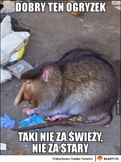 JanDzbanPL - #konkursnanajbardziejgownianymemznosaczem #heheszki #nosaczsundajski #zw...